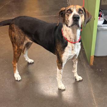 Tori -  Hound Dog for Adoption in Norman, Oklahoma - Tori | PetCurious