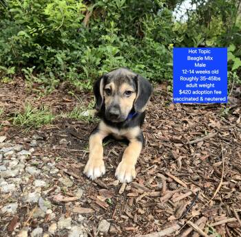Beagle Dogs Available for Adoption in Oviedo, Florida - Hot Topic | PetCurious