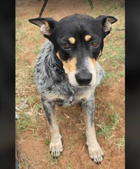 Maserati -  Australian Cattle Dog Blue Heeler Dog for Adoption in Uxbridge, Massachusetts - Maserati | PetCurious
