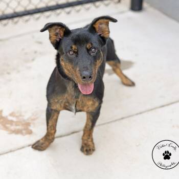 Jaxton -  Mixed Breed Dog for Adoption in Abilene, Texas - Jaxton | PetCurious