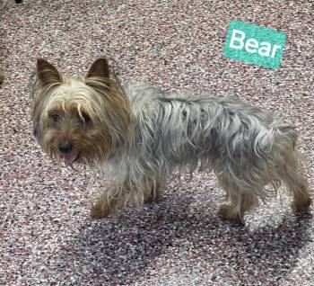 Bear -  Yorkshire Terrier Dog for Adoption in Wheelersburg, Ohio - Bear | PetCurious
