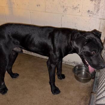 Edward -  Pit Bull Terrier and Black Labrador Retriever Dog for Adoption in Edinburg, Texas - Edward | PetCurious