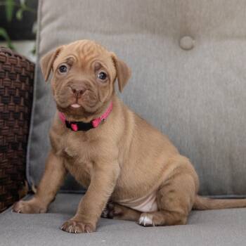 Kacey -  Labrador Retriever and Vizsla Dog for Adoption in Pflugerville, Texas - Kacey | PetCurious