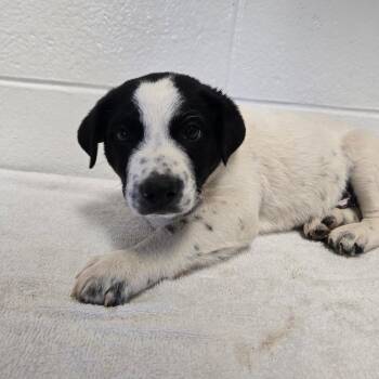 Arm Chair -  Mixed Breed Dog for Adoption in Spruce Pine, North Carolina - Arm Chair | PetCurious