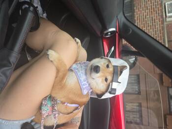 kiki -  Shiba Inu Dog for Adoption in Toms River, New Jersey - Kiki | PetCurious