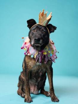 Ladie -  Mixed Breed Dog for Adoption in Atlanta, Georgia - Ladie | PetCurious