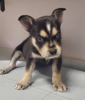Pug and Husky Dogs Available for Adoption in Denham Springs, Louisiana - Jasper | PetCurious