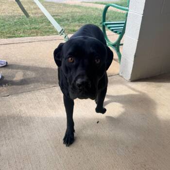 Suggs -  Mixed Breed Dog for Adoption in Corinth, Mississippi - Suggs | PetCurious