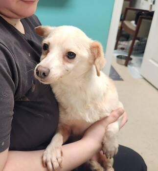 Chihuahua Dogs Available for Adoption - Sugar | PetCurious