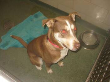 GRIZZLY -  Mixed Breed Dog for Adoption in Santa Fe, New Mexico - GRIZZLY | PetCurious