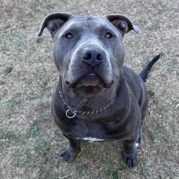Buck -  American Bully Dog for Adoption in Whittier, California - Buck | PetCurious