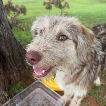 Scrunch -  Aussiedoodle and Terrier Dog for Adoption in Yukon, Oklahoma - Scrunch | PetCurious