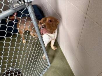 Thriller -  Pit Bull Terrier and Mixed Breed Dog for Adoption in Woodbury, Minnesota - Thriller | PetCurious