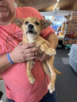 Lily -  Labrador Retriever and American Eskimo Dog Dog for Adoption in Irwin, Pennsylvania - Lily | PetCurious