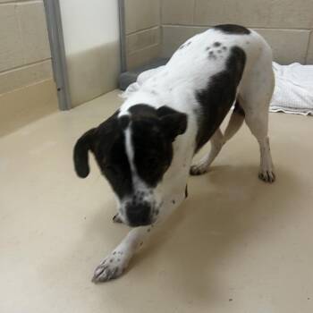 Sunshine -  Mixed Breed Dog for Adoption in Winston-salem, North Carolina - Sunshine | PetCurious