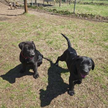 Mastiff and Black Labrador Retriever Dogs Available for Adoption in Oconto, Wisconsin - BIG PUPS | PetCurious