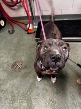 Mixed Breed Dogs Available for Adoption in Santa Fe, New Mexico - RIVER SONG | PetCurious