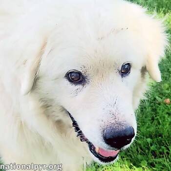 Rescue Great Pyrenees Dogs for Adoption in Beacon, New York - Samson In KY - Adores Pets & Rubs! | PetCurious