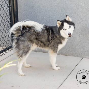 Niko -  Husky and Alaskan Malamute Dog for Adoption in Portland, Oregon - Niko | PetCurious
