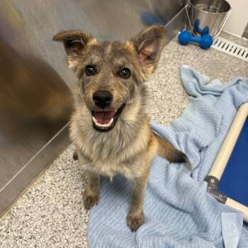 Mixed Breed Dogs Available for Adoption in Clavet, Saskatchewan - Petey | PetCurious