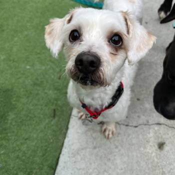 Theros -  Miniature Poodle Dog for Adoption in Bowdoin, Maine - Theros | PetCurious