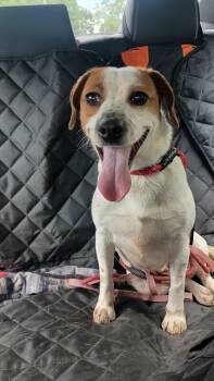Bunny -  Beagle Dog for Adoption in Monticello, New York - Bunny | PetCurious