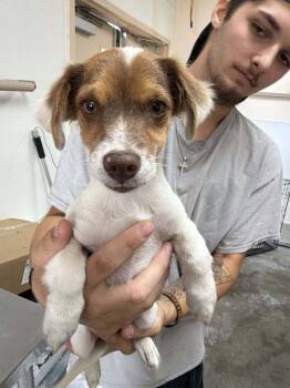 Whisper -  Yorkshire Terrier and Dachshund Dog for Adoption in Pottstown, Pennsylvania - Whisper | PetCurious