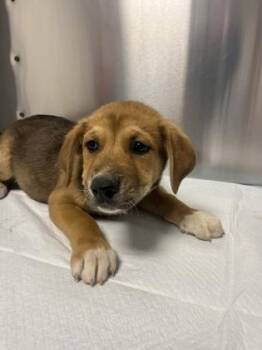 Eric -  Shepherd and Mixed Breed Dog for Adoption in Fresno, California - Eric | PetCurious