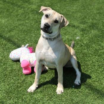 Cooper -  Mixed Breed Dog for Adoption in Evansville, Indiana - Cooper | PetCurious