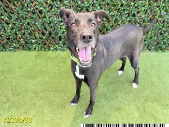 MARLA -  Mixed Breed Dog for Adoption in West Palm Beach, Florida - MARLA | PetCurious