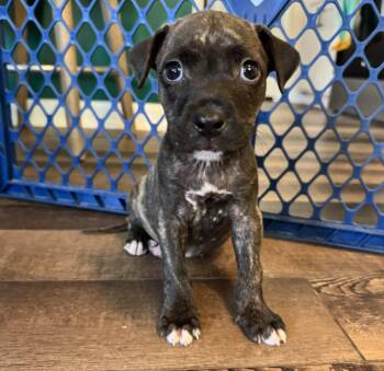 Beef Cake -  Mixed Breed Dog for Adoption in Raleigh, North Carolina - Beef Cake | PetCurious