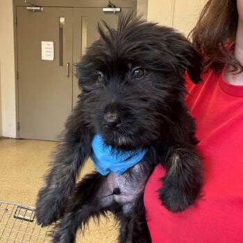 Hilo -  Terrier and Mixed Breed Dog for Adoption in Birmingham, Alabama - Hilo | PetCurious