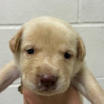 Phoebe -  Carolina Dog and Mixed Breed Dog for Adoption in Corpus Christi, Texas - Phoebe | PetCurious