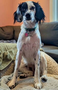 Rescue Brittany Spaniel and Setter Dogs for Adoption in Baldwinsville, New York - UT/Coconut | PetCurious
