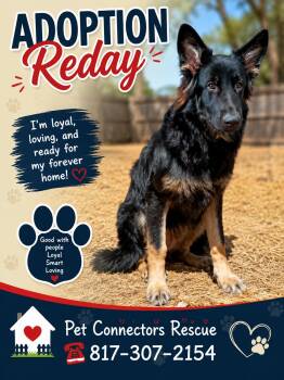 Betty -  Australian Shepherd Dog for Adoption in Haslet, Texas - Betty | PetCurious