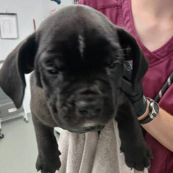 Gimli -  Terrier and Mixed Breed Dog for Adoption in Abilene, Texas - Gimli | PetCurious