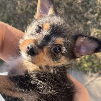 Rescue Chihuahua and Terrier Dogs for Adoption in Chattanooga, Tennessee - Squeaker | PetCurious