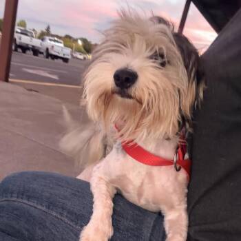 Whiley -  Maltese Dog for Adoption in Chico, California - Whiley | PetCurious