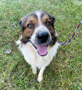 Charlie -  Saint Bernard and Great Pyrenees Dog for Adoption in Monroe, Georgia - Charlie | PetCurious