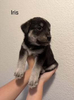 Anatolian Shepherd Dogs Available for Adoption - Iris | PetCurious