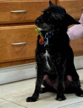 Terrier and Poodle Dogs Available for Adoption - Brody | PetCurious