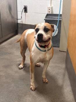 MONEY -  Pit Bull Terrier Dog for Adoption - MONEY | PetCurious