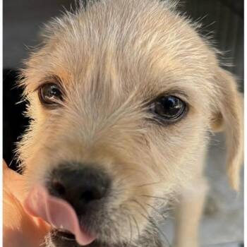 Gizmo -  Maltese and Poodle Dog for Adoption in Larkfield-wikiup, California - Gizmo | PetCurious