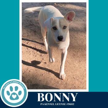 Labrador Retriever Dogs Available for Adoption in Kimberton, Pennsylvania - Bonny (Mom To The Bright Side Bunch) 042526 | PetCurious