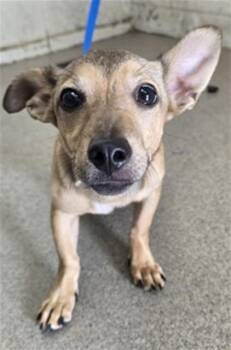 DIEGO -  Chihuahua and Mixed Breed Dog for Adoption in San Bernardino, California - DIEGO | PetCurious