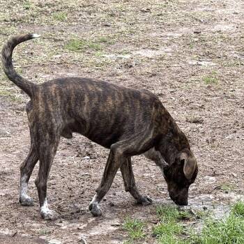 Pit Bull Terrier and Black Mouth Cur Dogs Available for Adoption - Bear | PetCurious