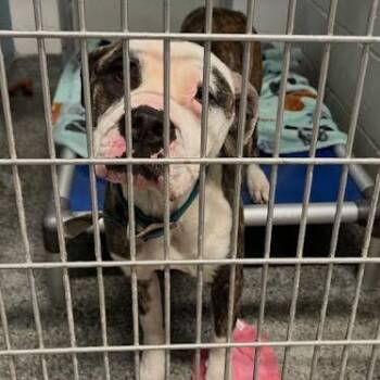 Mixed Breed Dogs Available for Adoption - Flower | PetCurious