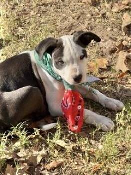 Rescue Hound Dogs for Adoption in Manchester, Connecticut - Anderson | PetCurious