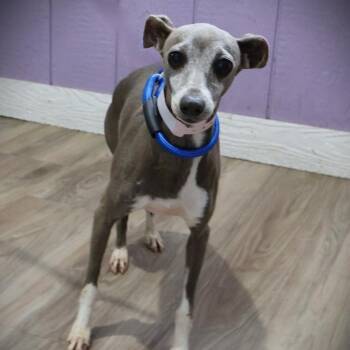 Italian Greyhound Dogs Available for Adoption - Gracie | PetCurious