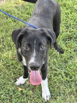 Teddy -  Collie Dog for Adoption in Manchester, Connecticut - Teddy | PetCurious